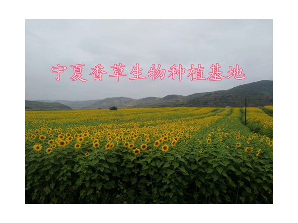 石斛提取物