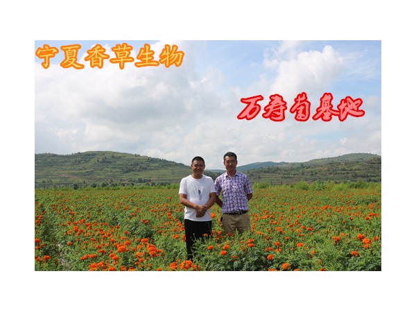 寧夏榆樹葉粉