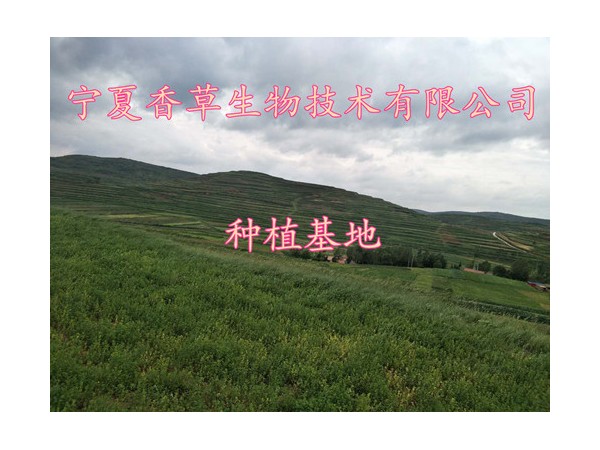 紫蘇葉提取物10:1