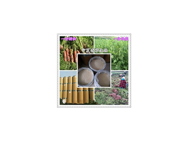 薺薺菜提取物10:1