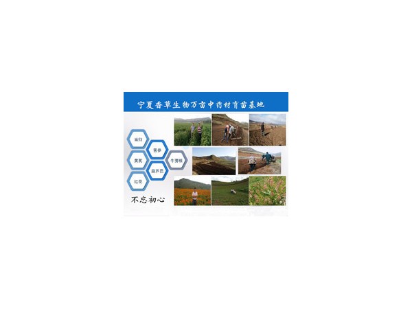 馬栗樹(shù)籽提取物